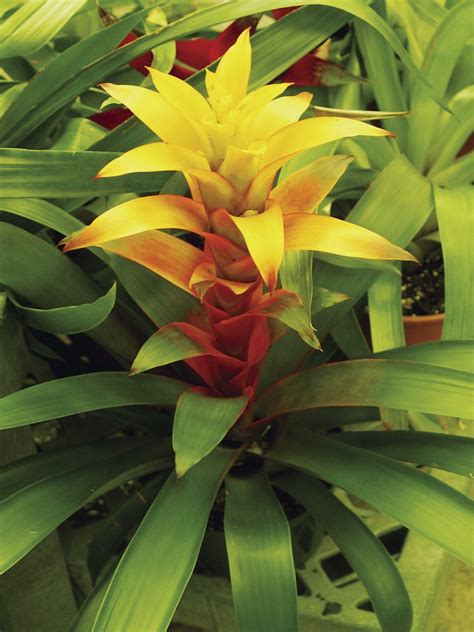 Bromeliad Plant Care Indoor