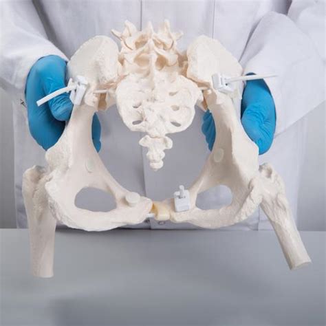 Flexible Human Female Pelvis Model with Femur Heads | 1019865 | 3B ...