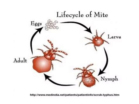 Ticks and mites | PPTX