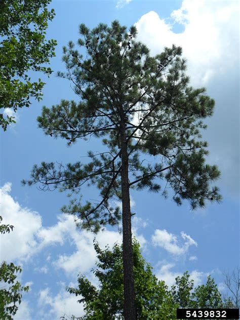 loblolly pine (Pinus taeda)