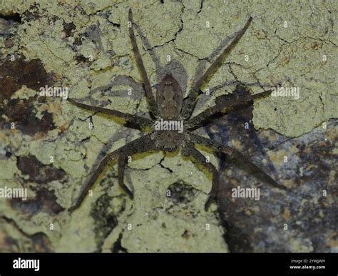Pantropical Huntsman Spider (Heteropoda venatoria Stock Photo - Alamy