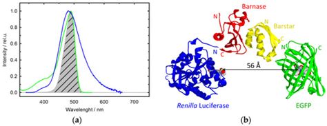 Bioluminescence Resonance Energy Transfer (BRET) Allows Monitoring the ...