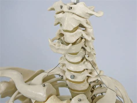 3B Scientific Human Anatomy - A10 Skeleton Model, Classic + free ...