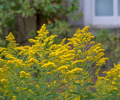 How to grow goldenrod: for a native perennial prairie plant | Homes and ...