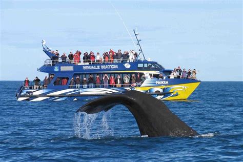Tripadvisor | 2 Day Tour to Bentota & Whale Watching From Colombo ...