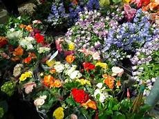 dei fiori lina montan una guida turistica con voi festa dei fiori dei fiori lina montan una guida turistica con voi festa dei fiori