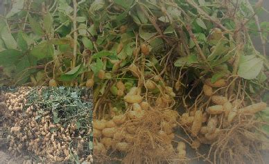 Groundnut - Protect Our Livelihood