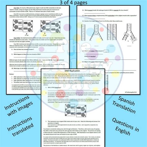 Image result for DNA Replication Worksheet Answer Key