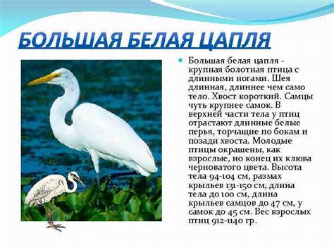 Болотные водоплавающие и околоводные птицы Болотные водоплавающие