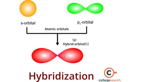 Image result for Hybridization Examples