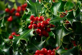 Image result for Holly Shrubs Varieties