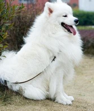 萨摩耶犬（萨摩耶雪橇犬） - 搜狗百科