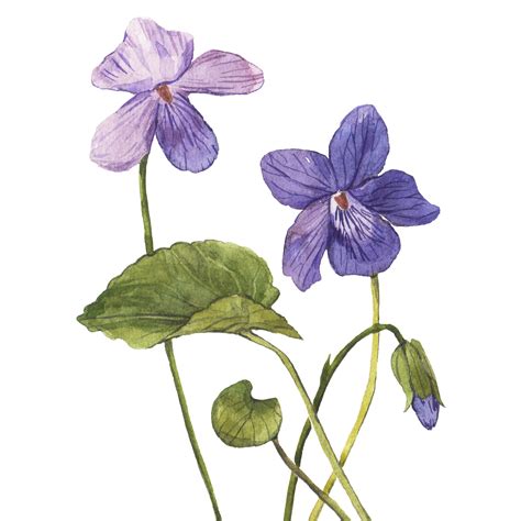 Violet Flowers Drawing at Amparo Pacheco blog