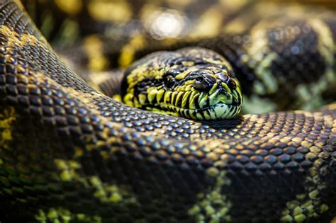 Biggest Python Snake 的图像结果