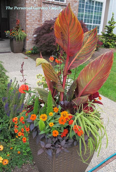 The Beauty of Tropicanna Canna Lily: A Guide to Growing and Caring for ...