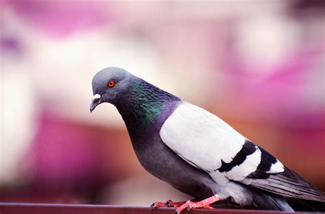 Free Images : natrual, bird, vertebrate, pigeons and doves, rock dove ...