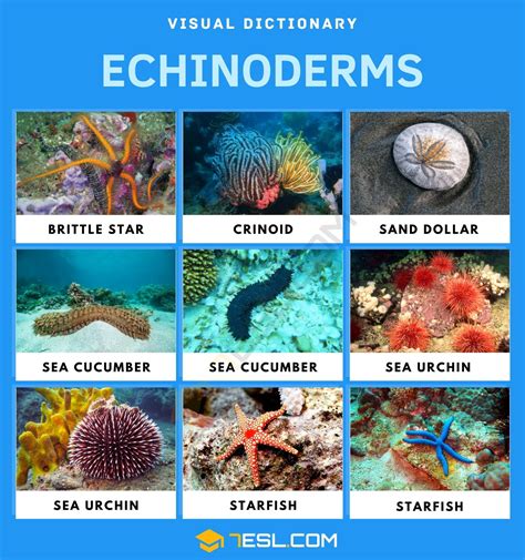 List of Echinoderms in English with Facts and Pictures • 7ESL