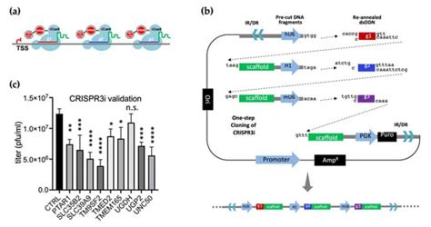 Validation of Candidate Host Cell Entry Factors for Bovine Herpes Virus ...