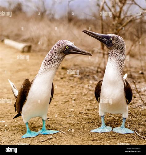 Blue Footed Boobies Stock Photo - Alamy