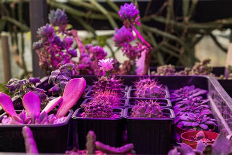 Benefits of Using Grow Lights for Indoor Plants – Ugaoo