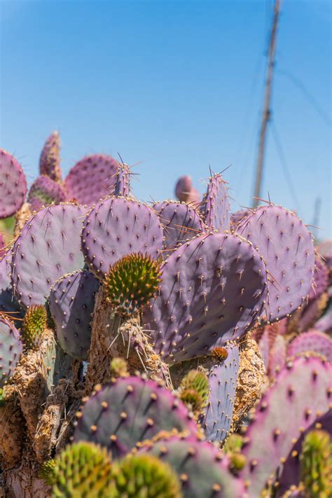 Santa Rita Prickly Pear — Cactus World