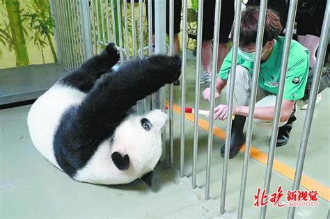 北京动物园启动大熊猫主题线下游园体验，回应网红熊猫秃头：没有外伤 | 北晚新视觉