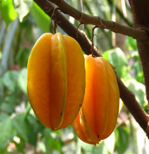 Rare Tropical Fruit Trees 的图像结果