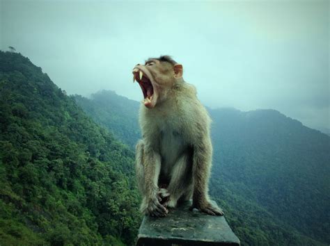 Image result for Monkey Behavior