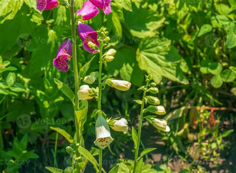 Digitalis grandiflora, foxglove, poisonous and toxic flower. Digitalis ...