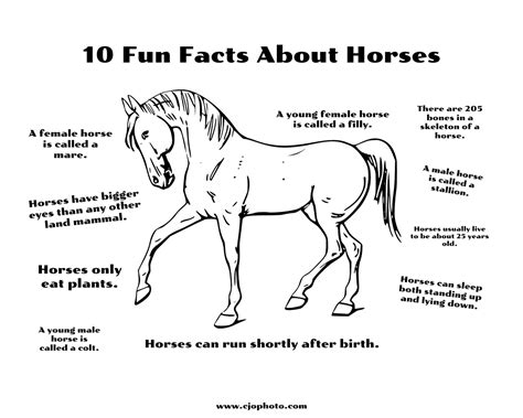 Interesting Facts About Horses For Kids