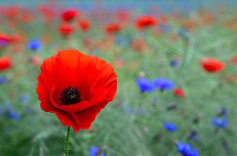 Poppy Flower — Symbolism of Red Poppies