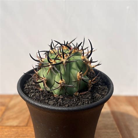 Eriosyce ceratistes【エリオシケ・極光丸】 | RIMO'S GREEN 【Saboten & Succulent】