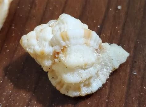 Bing Shells 的图像结果