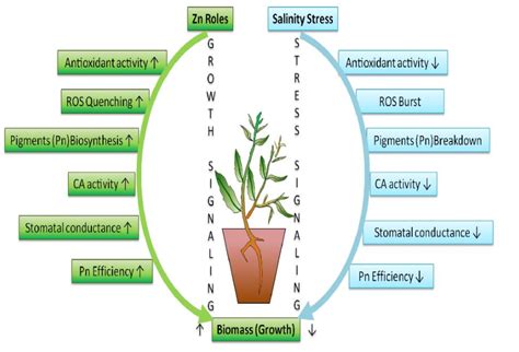 Role of zinc oxide nanoparticles in alleviating sodium chloride-induced ...