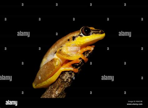 Image result for Yellow Tree Frog