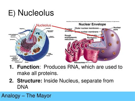 Nuclei Vs Nucleolus