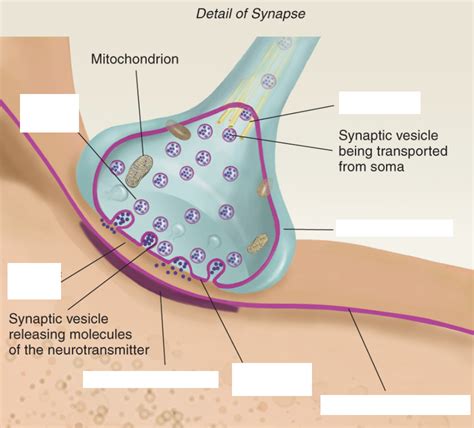 The Synapse Labeled 的图像结果