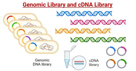 DNA Library Process 的图像结果
