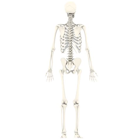 Image result for Model of Skeleton