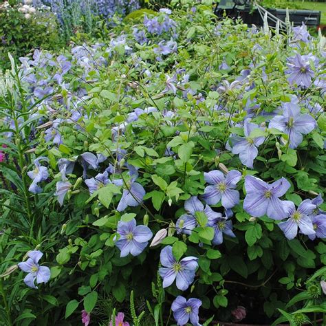 Buy clematis (group 3) (syn. Clematis viticella Emilia Plater) Clematis ...