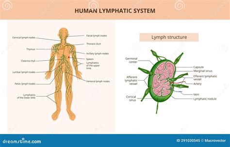 Image result for The Structure Lymphatic System