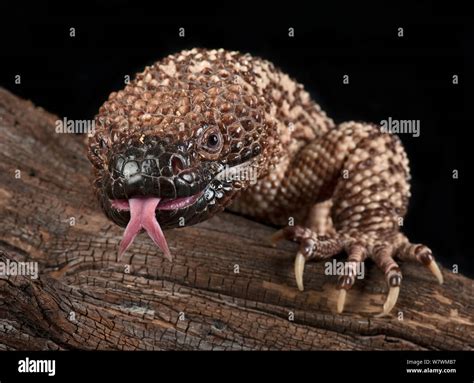 Mexican Beaded Lizard (Heloderma horridum) sensing with tongue, captive ...