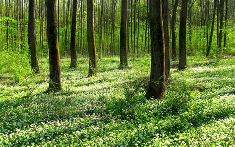 Forest Tree 的图像结果