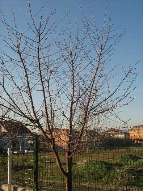 Bahçelerde Budama ve Budama Sonrası Bakım - Page 16 - agaclar.net