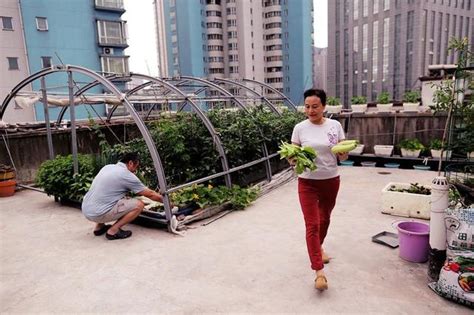 夫妇二人种菜十年之久 居民楼顶造出"空中菜园"_房产西安站_腾讯网