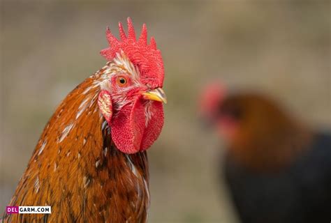 Image result for Johnson Press Conference Confrontation