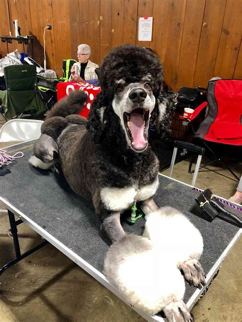 Queen Kalin: The Truth Behind The Viral Leak - Truth or Fiction