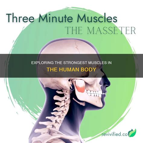 Strongest Muscle On Body