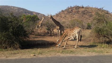 Giraffe are at their most vulnerable when drinking
