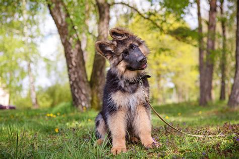 Caring For Your 10 Week Old Puppy | Advice From Puppy School